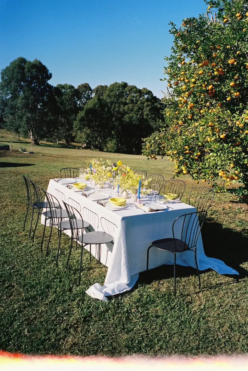 An outdoor dining table with white linen cloth, set with yellow plates, glasses, cutlery, and surrounded by black chairs, situated in a grassy area next to an orange tree.
