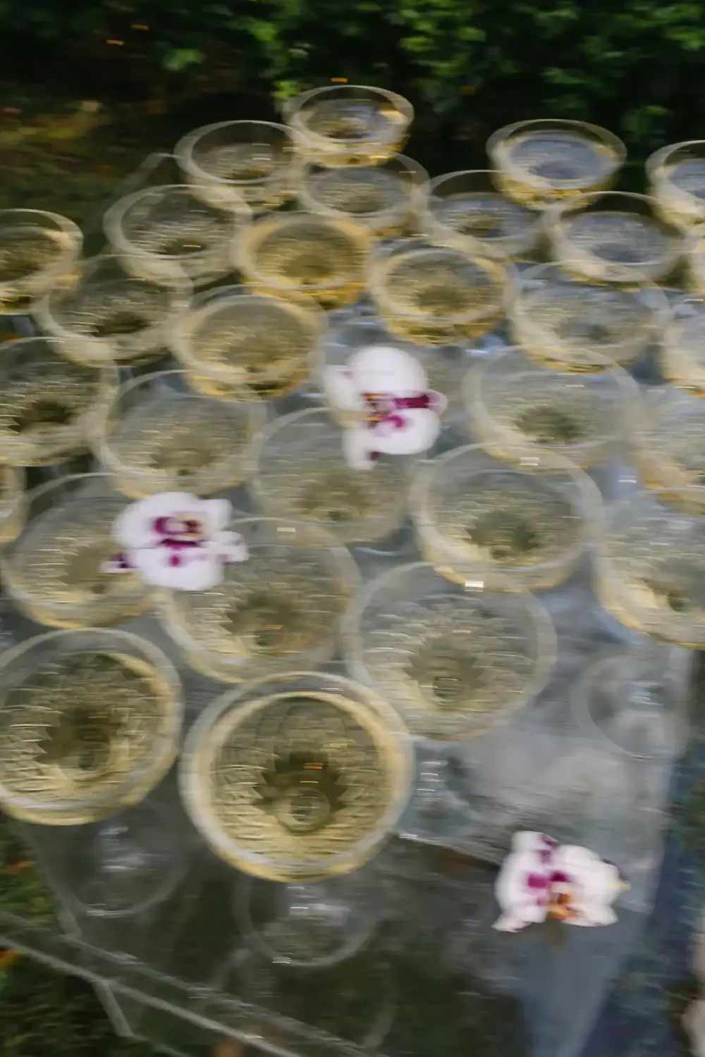 A collection of gold-colored coins, some with images, arranged on a clear plastic surface outdoors, with a few white flowers with purple and yellow centers placed among them.