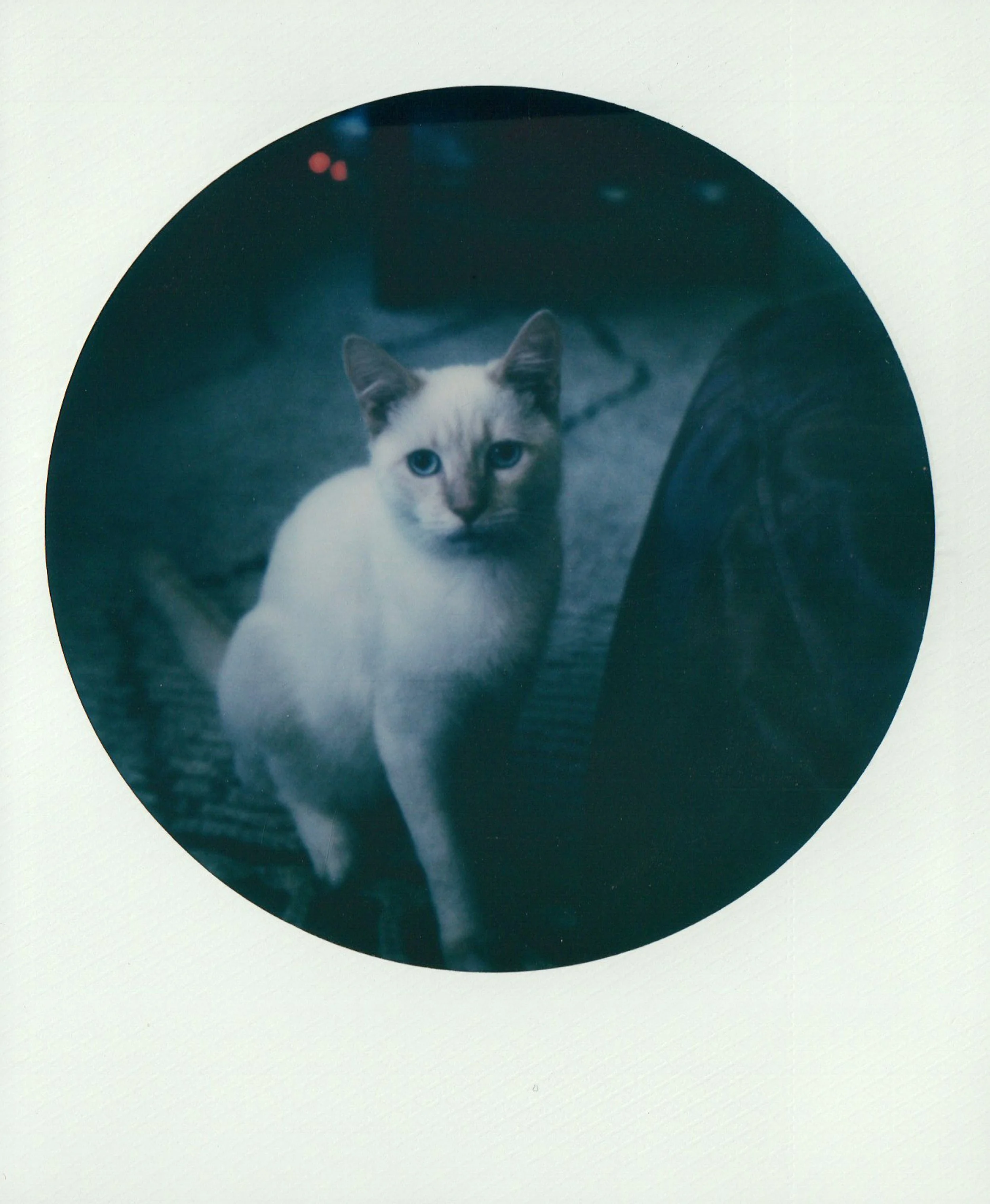 namias0309.jpg
