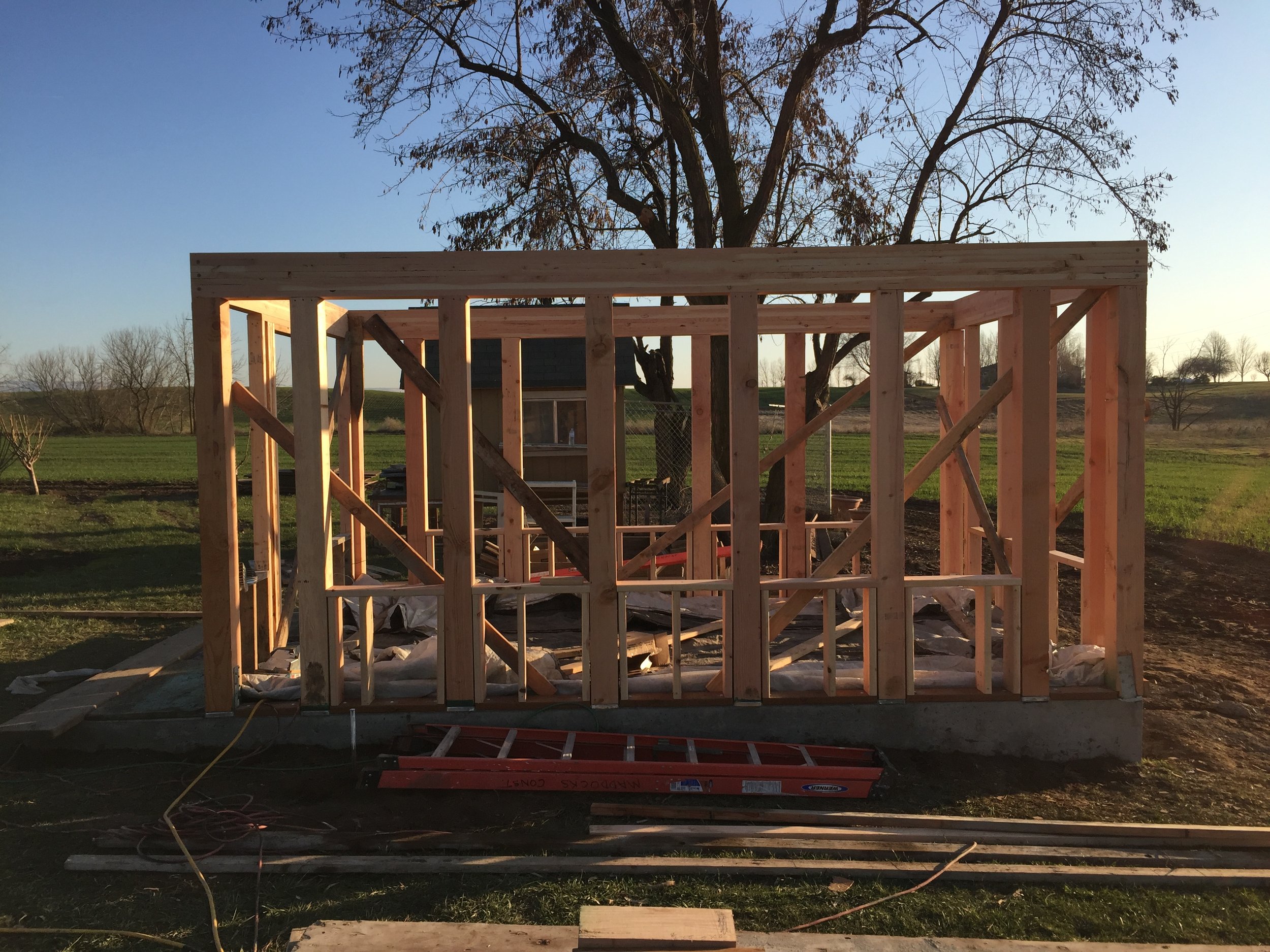 Wooden frame structure of a house under construction with a large tree in the background during the daytime.