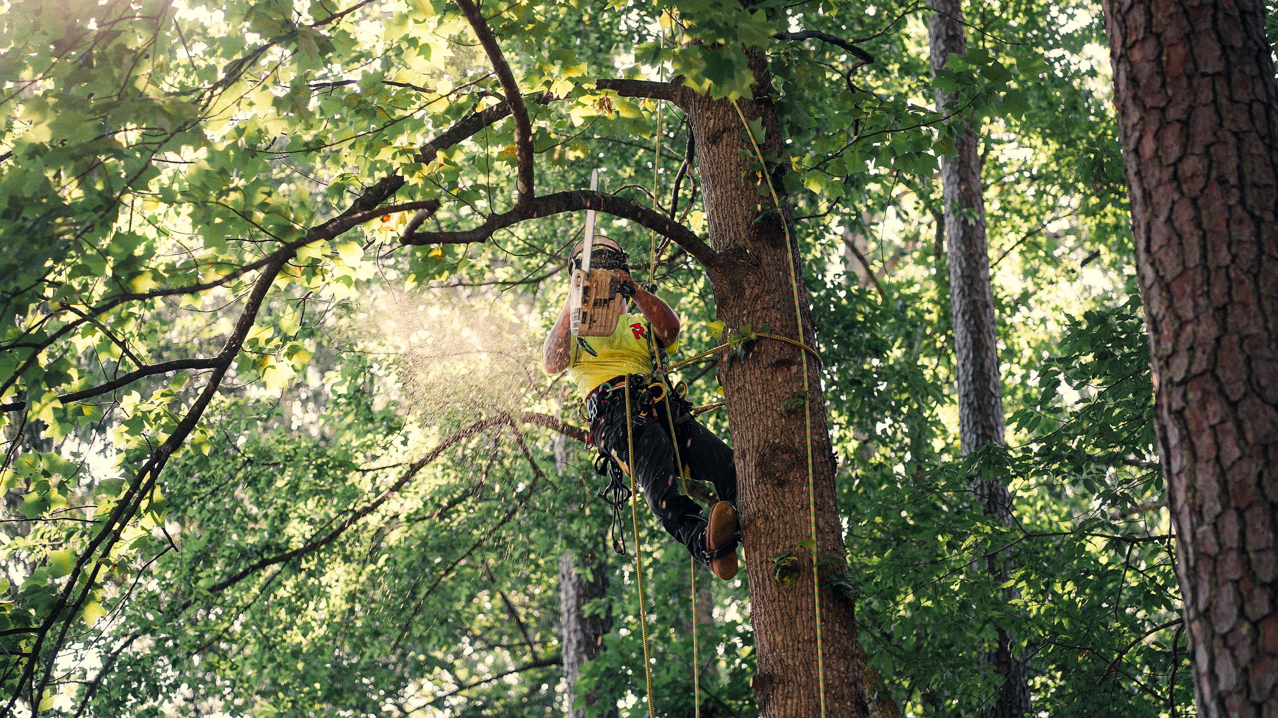 A person tree climbing in a forest with green leaves, wearing safety equipment, using a chainsaw to cut a branch.