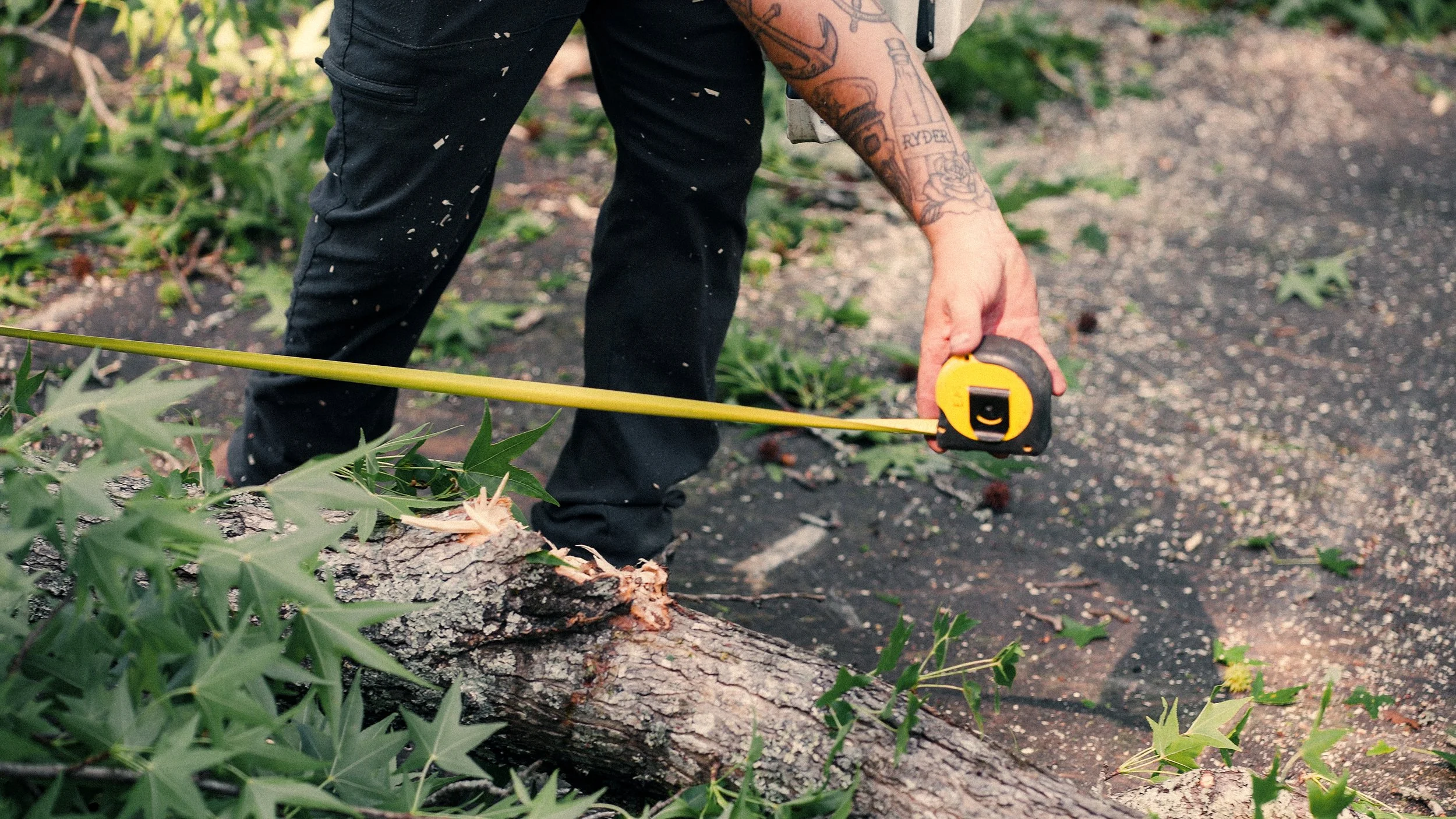 Person measuring the length of a fallen tree with a tape measure outdoors, with green foliage and dirt ground nearby.