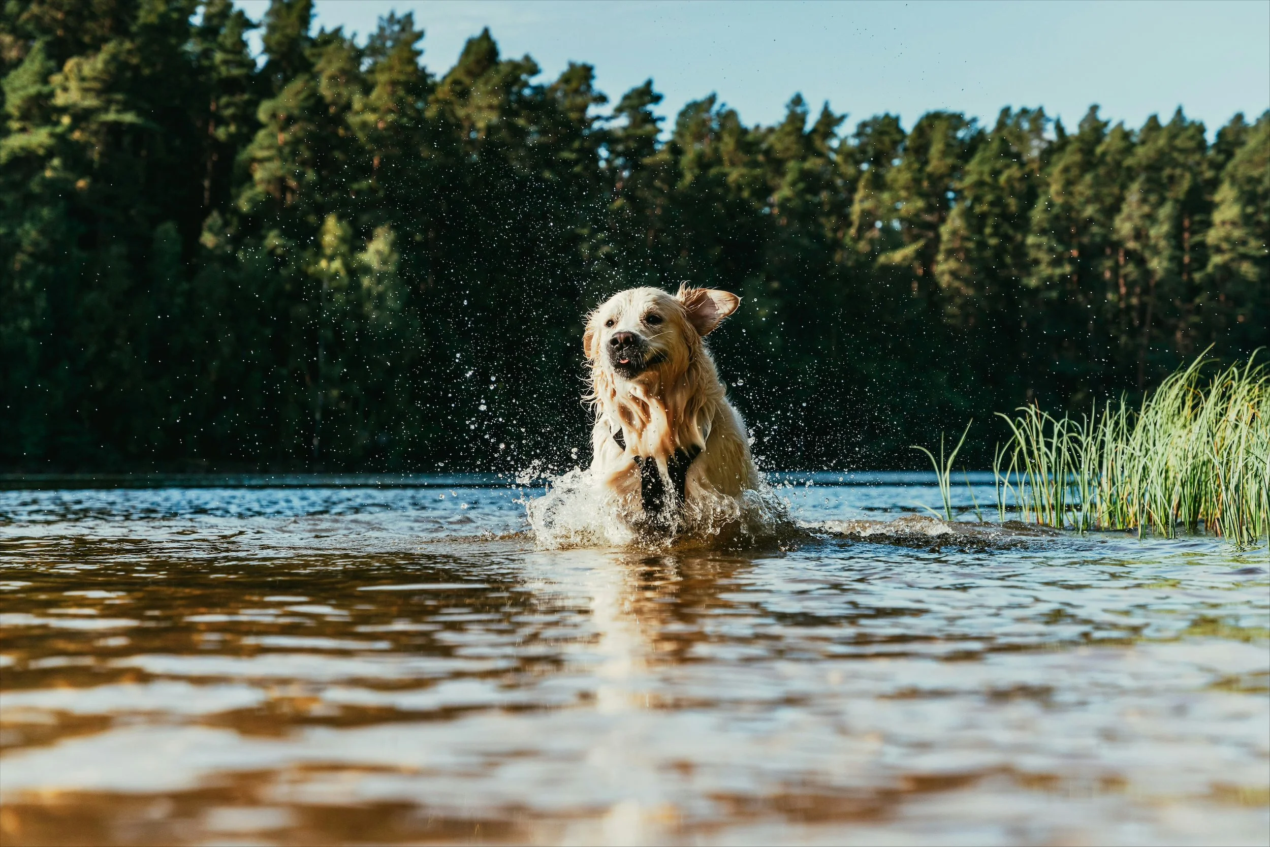 A happy dog splashing in a lake with trees in the background.