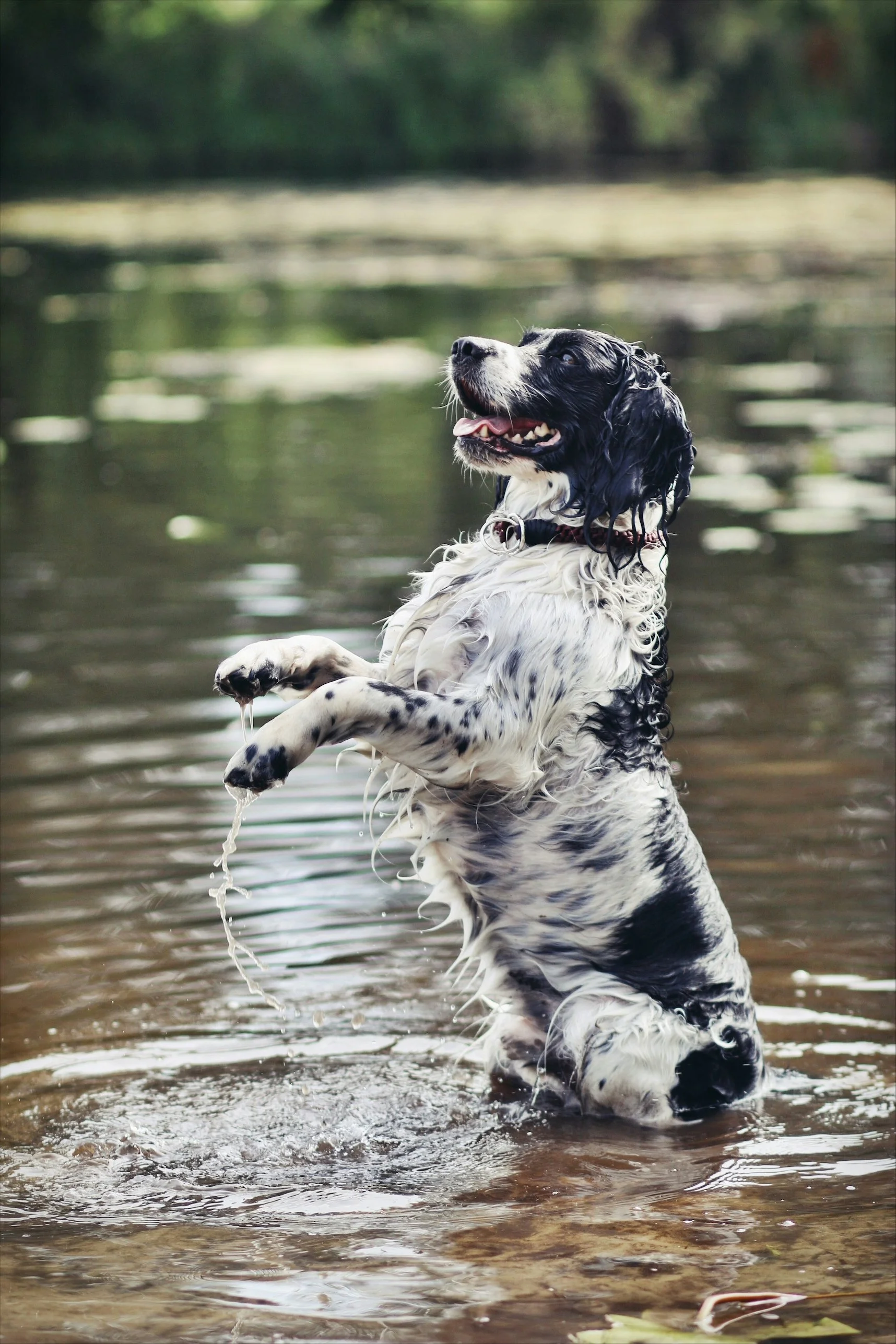 A black and white dog, likely an English Springer Spaniel, standing in a body of water with a blurred background of trees and water, appearing happy and relaxed.
