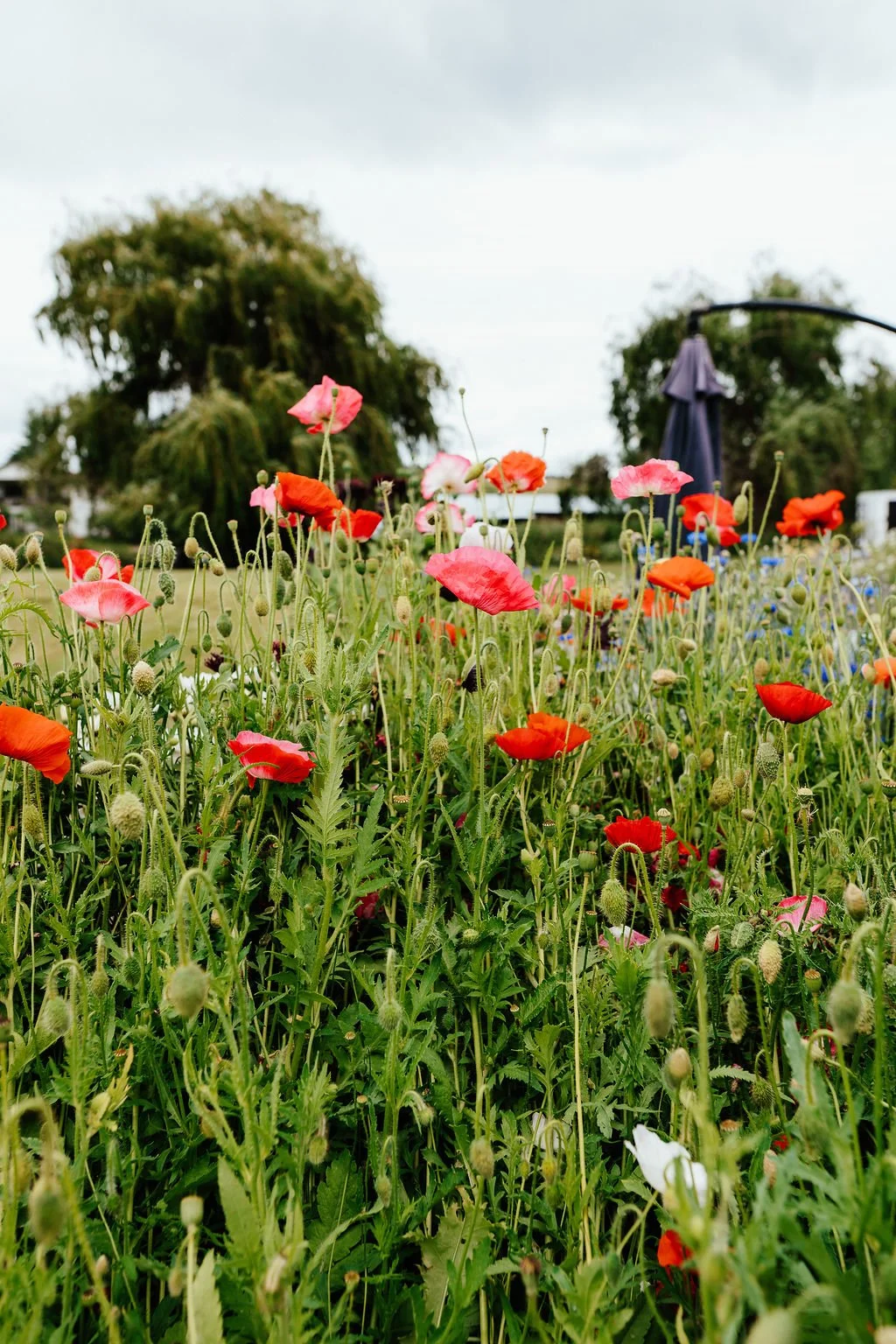 Close-up of colorful wildflowers, including red and pink poppies, with trees and grey sky in the background.