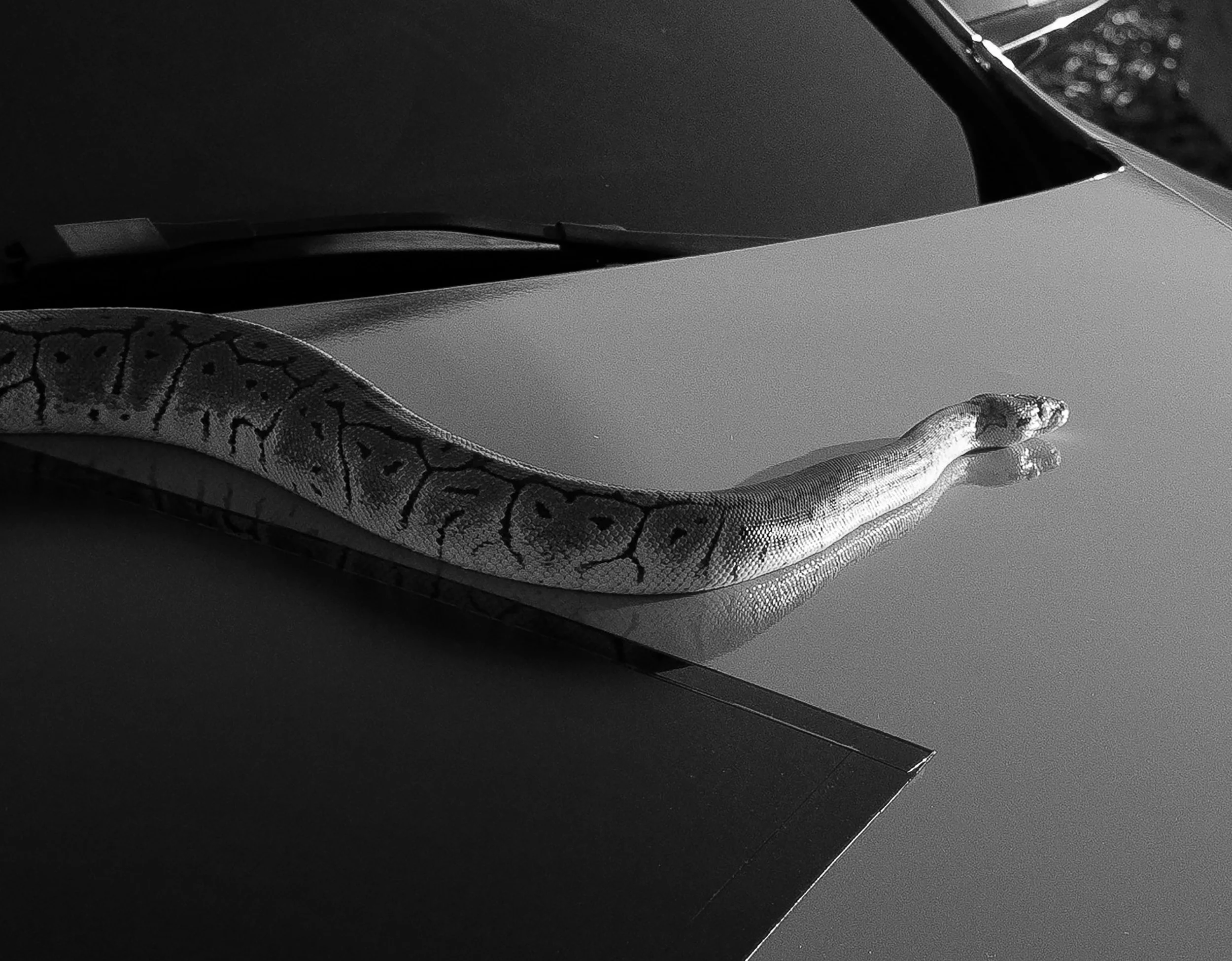 snake 2.jpg