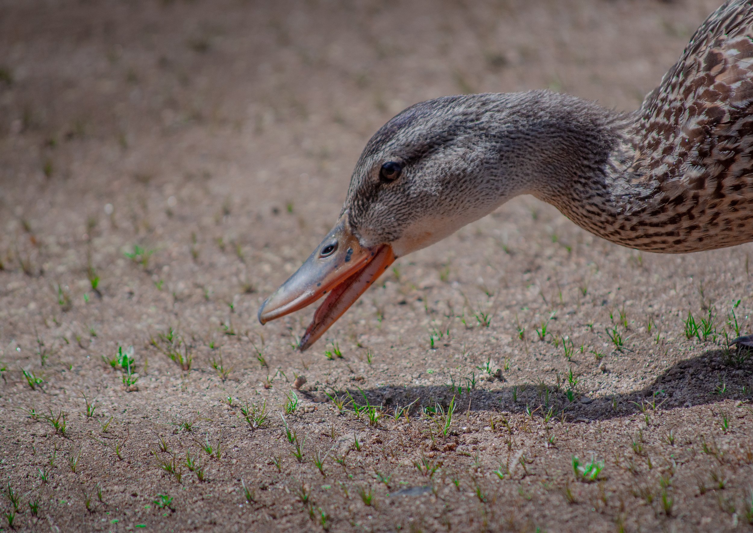 _DSC0230 copy.jpg