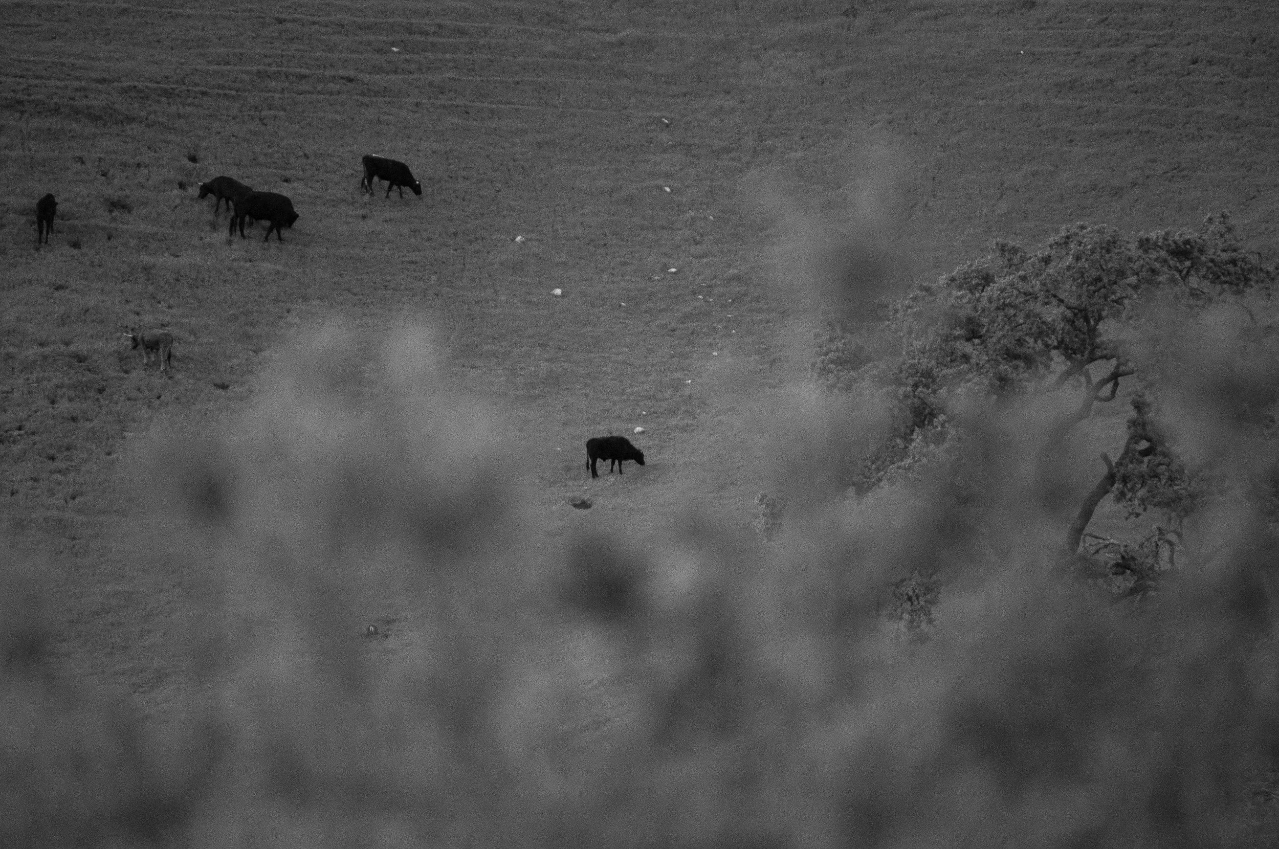 52AA5C95-597F-463E-A043-3A2EC26DEC2B.JPEG