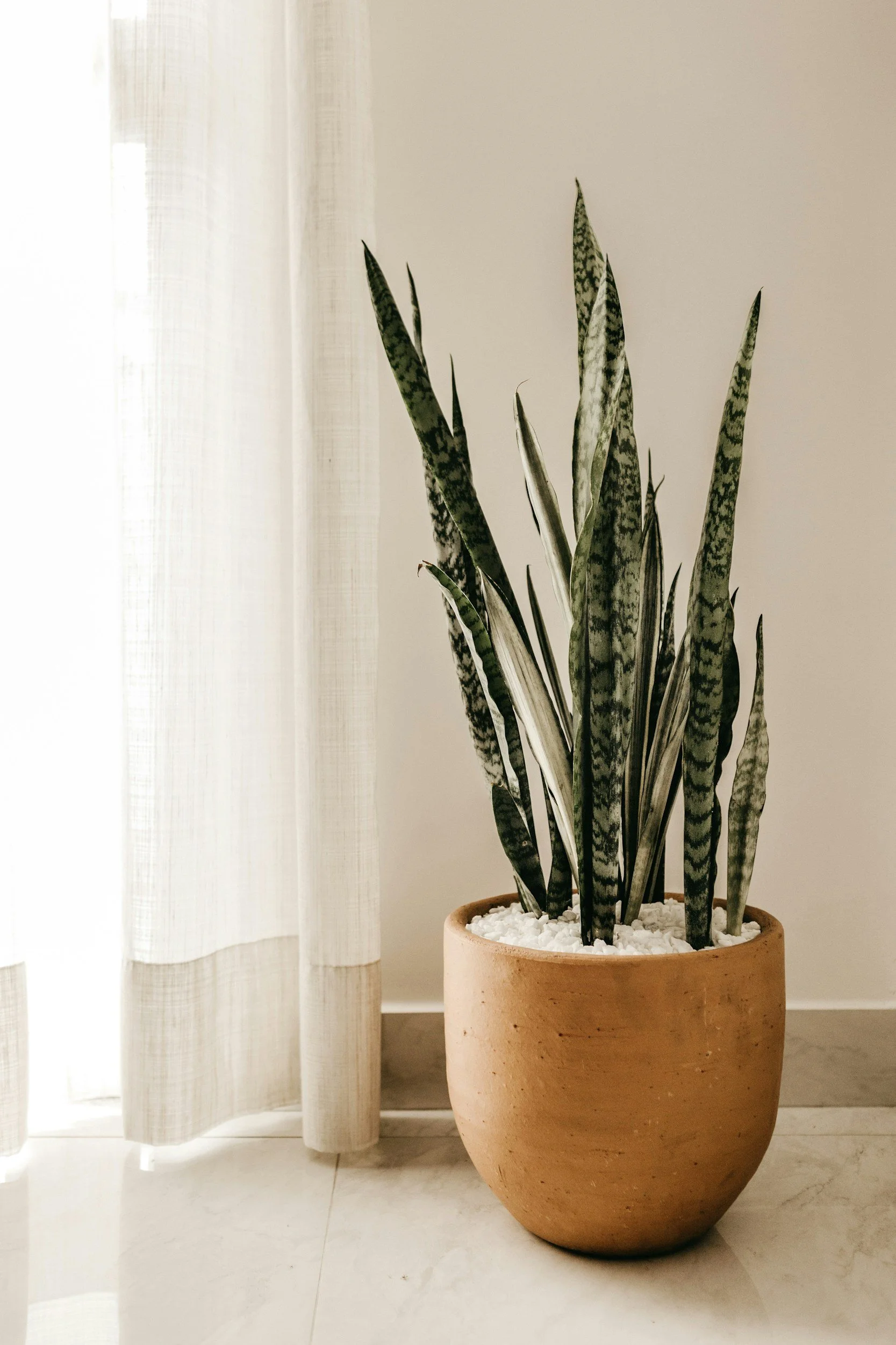 Snake plant in a large terracotta pot with white pebbles, positioned near a sheer white curtain in a room with light-colored tile flooring.