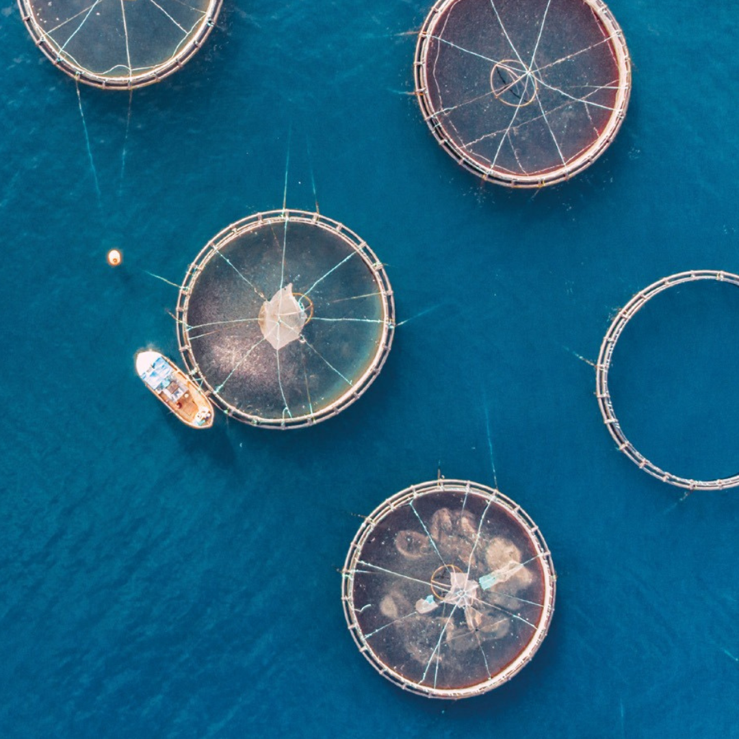 Offshore Aquaculture and Ocean Renewable Energy – A Market Synergy