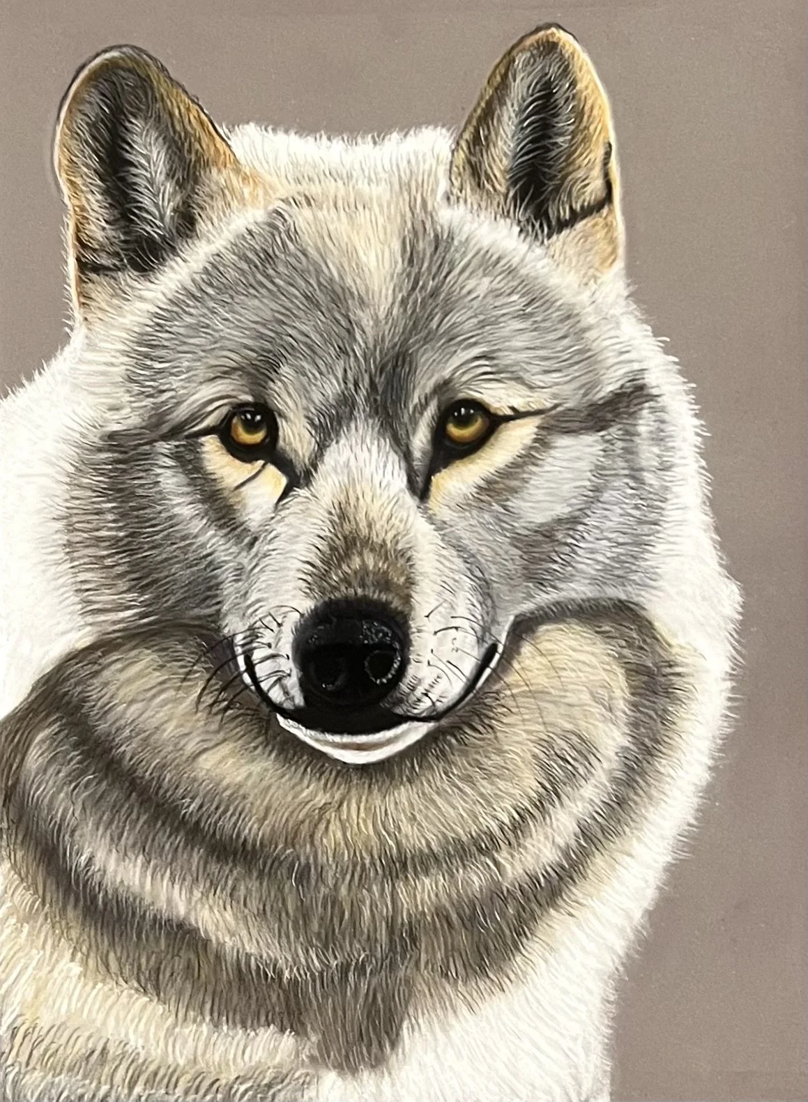 灰色と白のシベリアンハスキー犬の正面 portrait