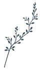 A simple, dark silhouette of a plant with multiple branches and small leaves.