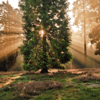 Sunlight filters through a large, green tree in a forest clearing at sunrise or sunset.