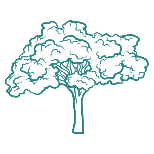 Line drawing of a tree with a detailed canopy and a straight trunk.