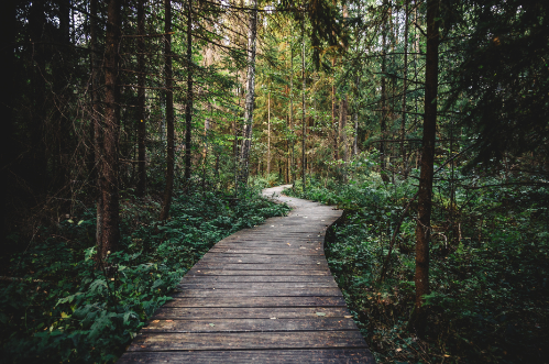A winding wooden boardwalk through a dense forest with tall trees and green foliage.