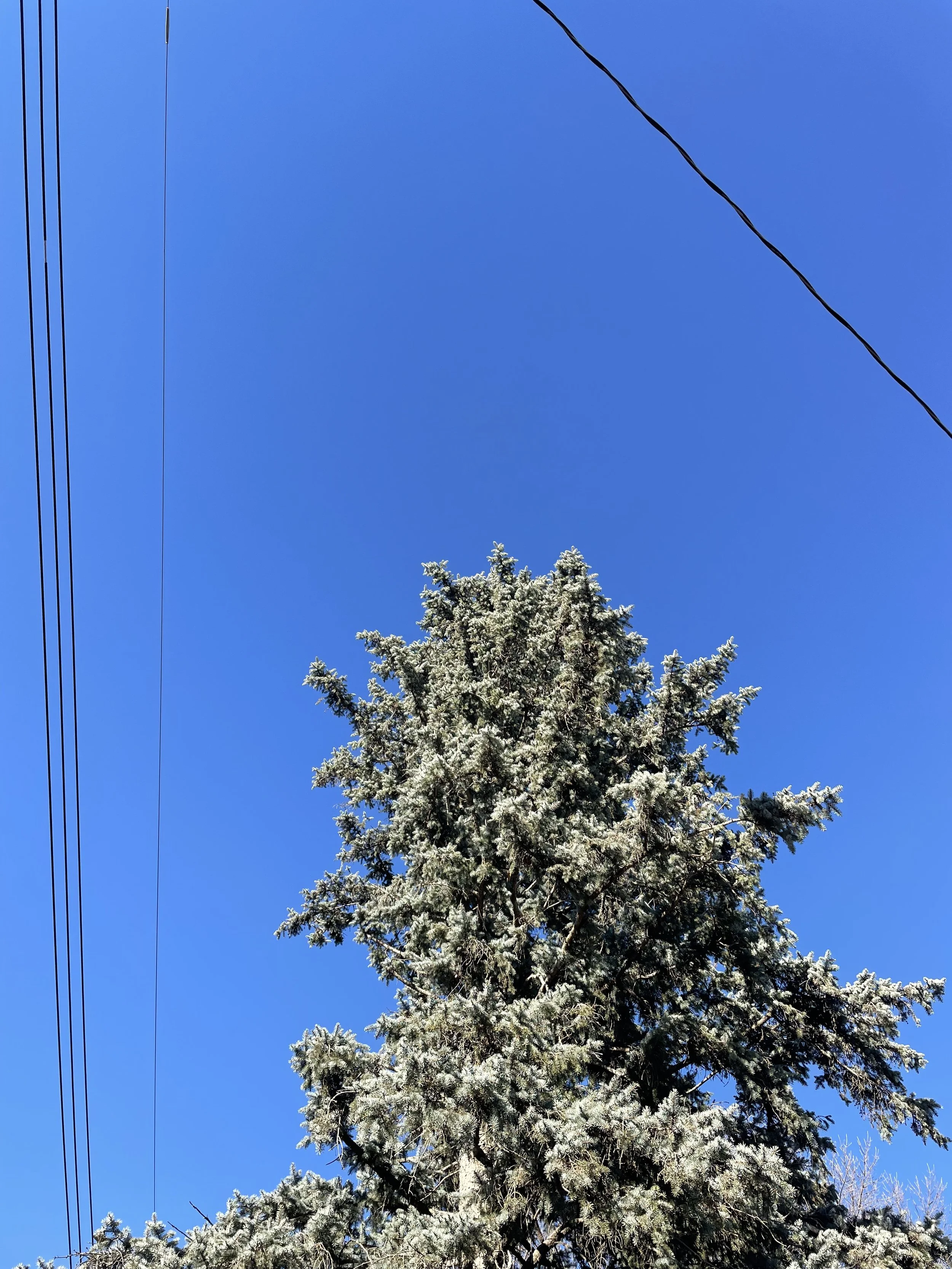 IMG_5726.jpeg