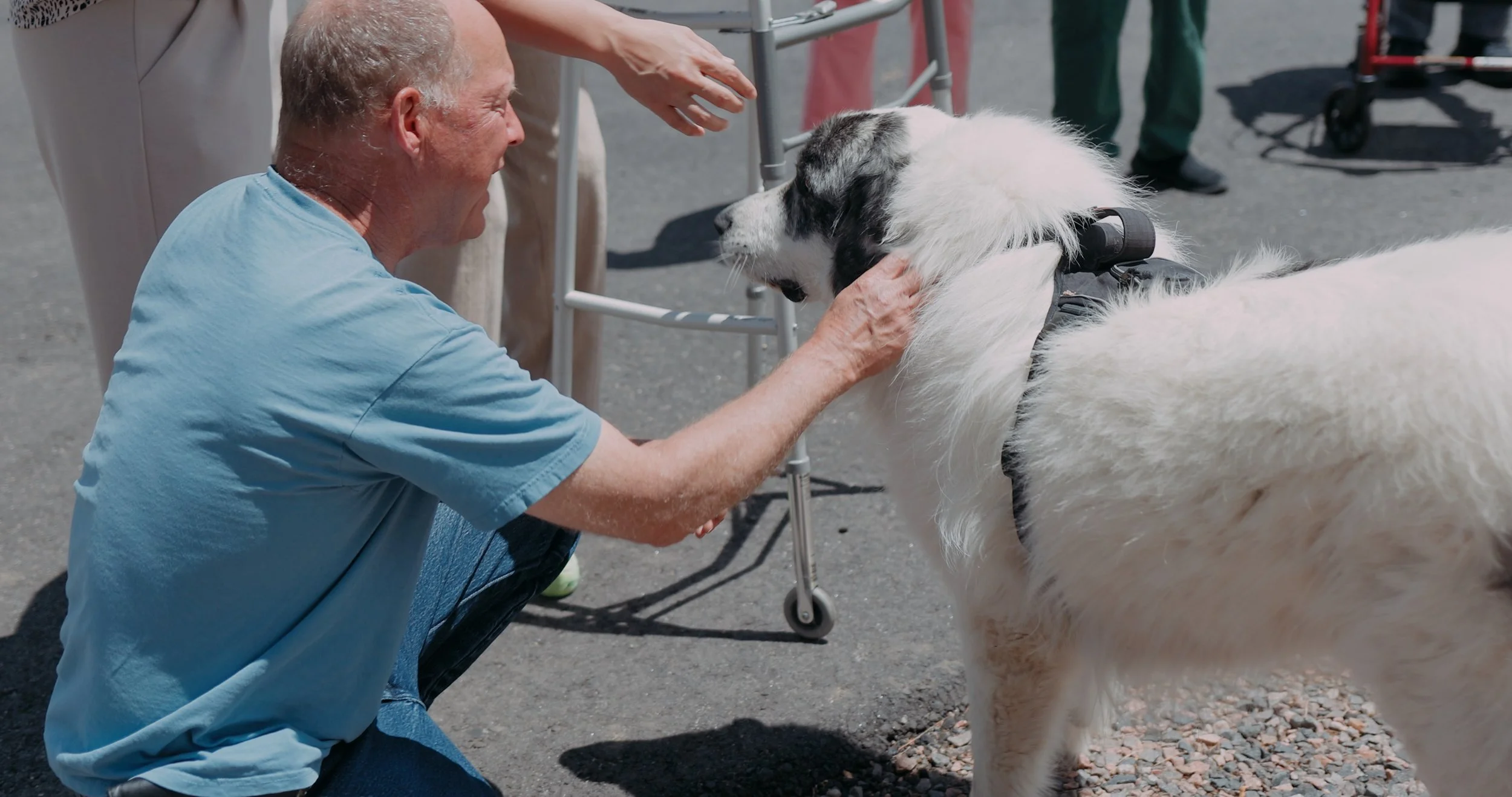 An elderly man kneeling and talking to a large white dog with black markings on its face, wearing a harness, in a public outdoor space.