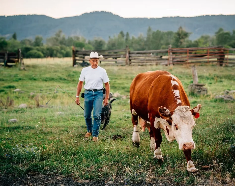 Cow Rancher.jpg