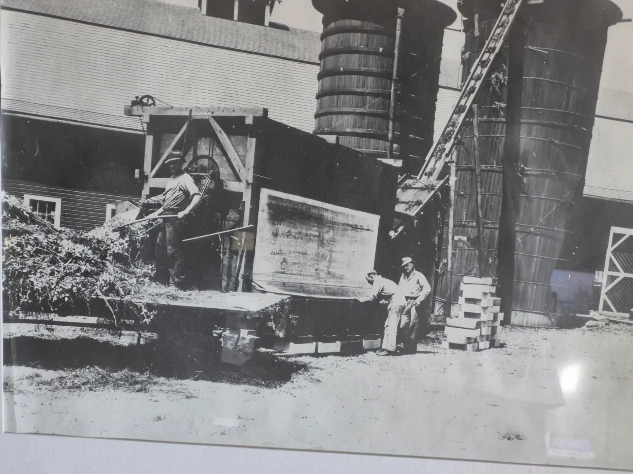 Photograph of historical farming in rural Lewis County with workers, ladders, and wooden structures.