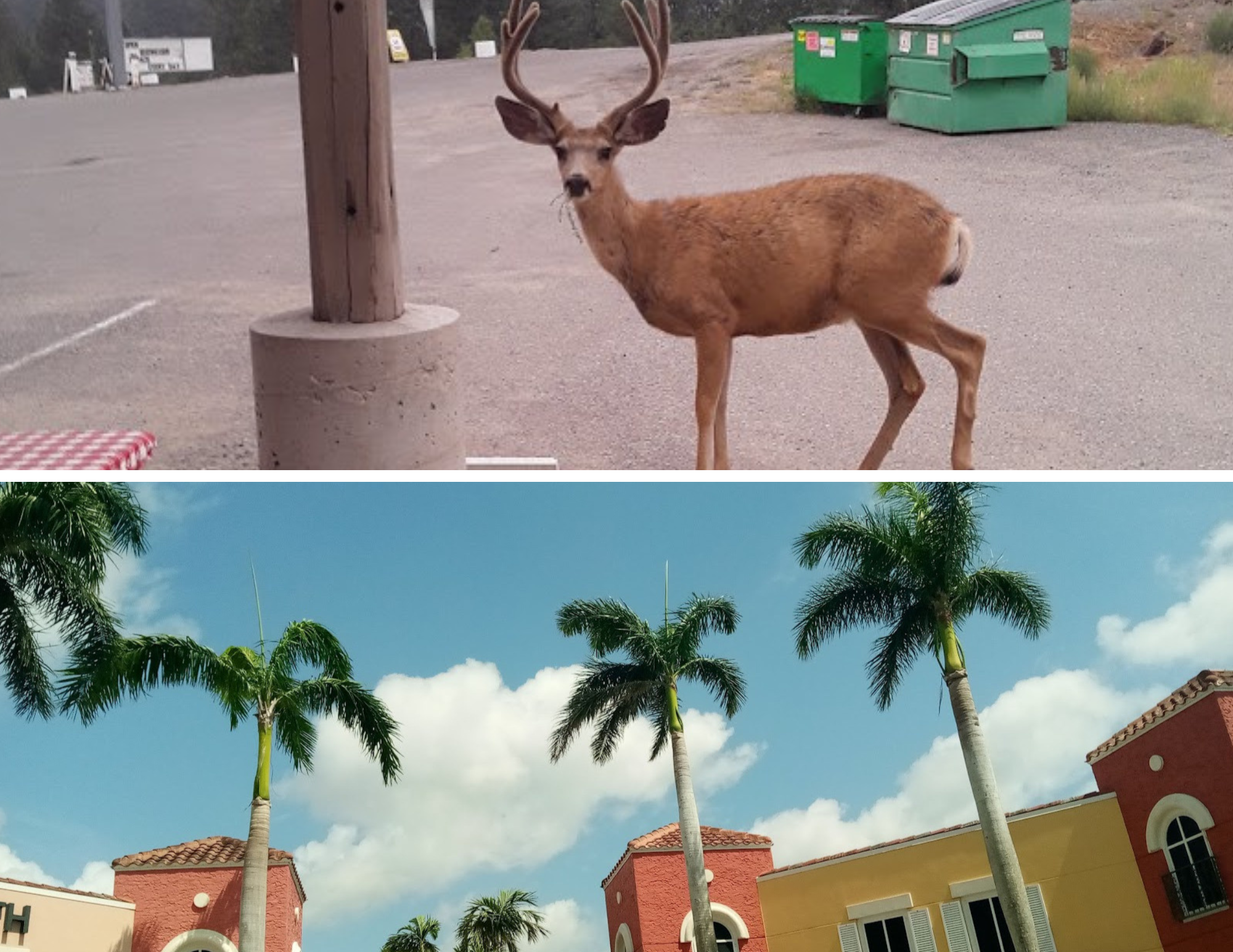 A deer with antlers walking through a parking lot, with green dumpsters and a building with colorful walls, palm trees, and a blue sky with clouds in the background.