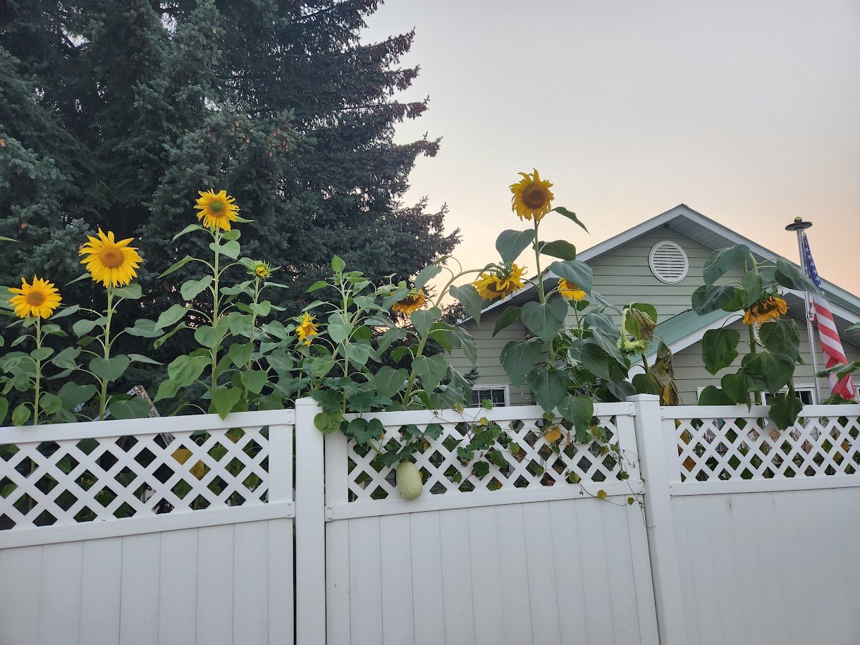 Sunflowers growing behind a white fence in front of a house with a American flag.