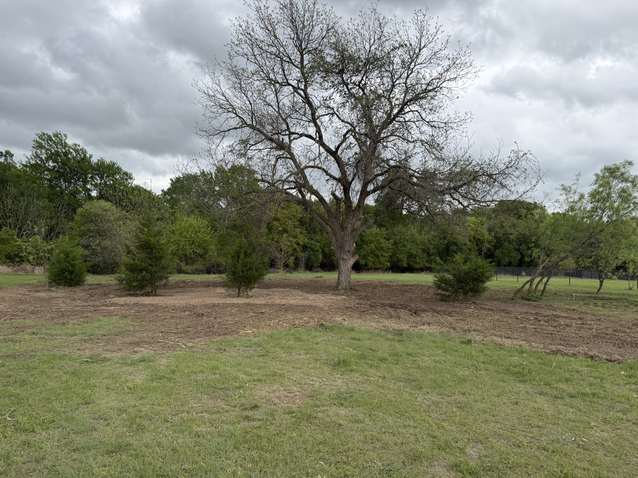 A large tree with mostly bare branches stands in a grassy area, with a background of dense green trees and a cloudy sky.