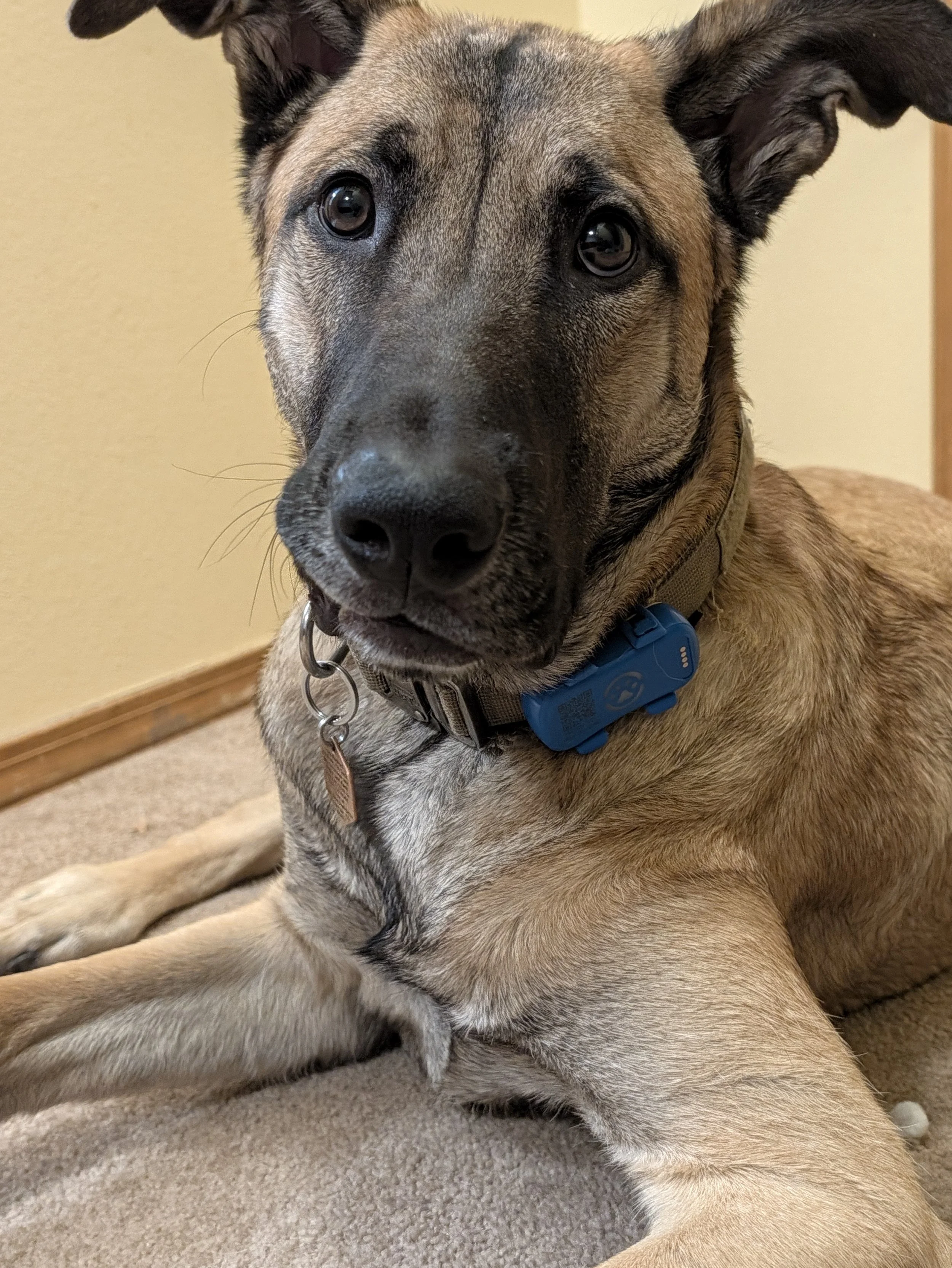 A close-up of a young dog with a tan coat and black markings, lying on a beige carpeted floor with a light-colored wall in the background. The dog has expressive dark eyes, large ears, and is wearing a collar with a blue tag.