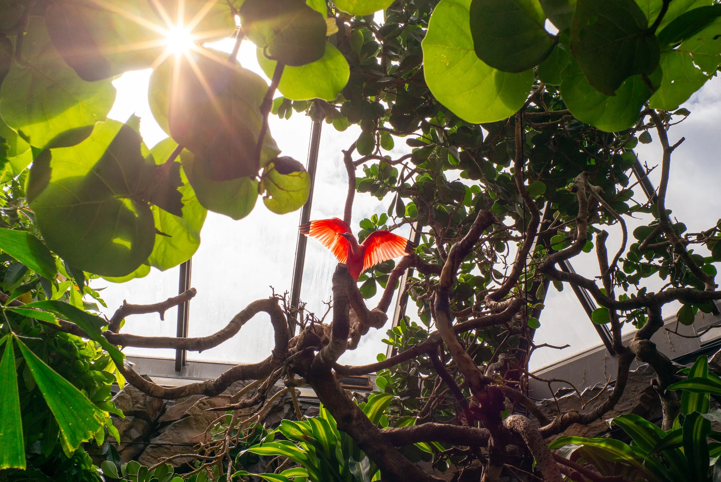 A sunlit indoor garden with a large tree, lush green leaves, and a vibrant orange bird flying near the branches, with sunlight filtering through the foliage.