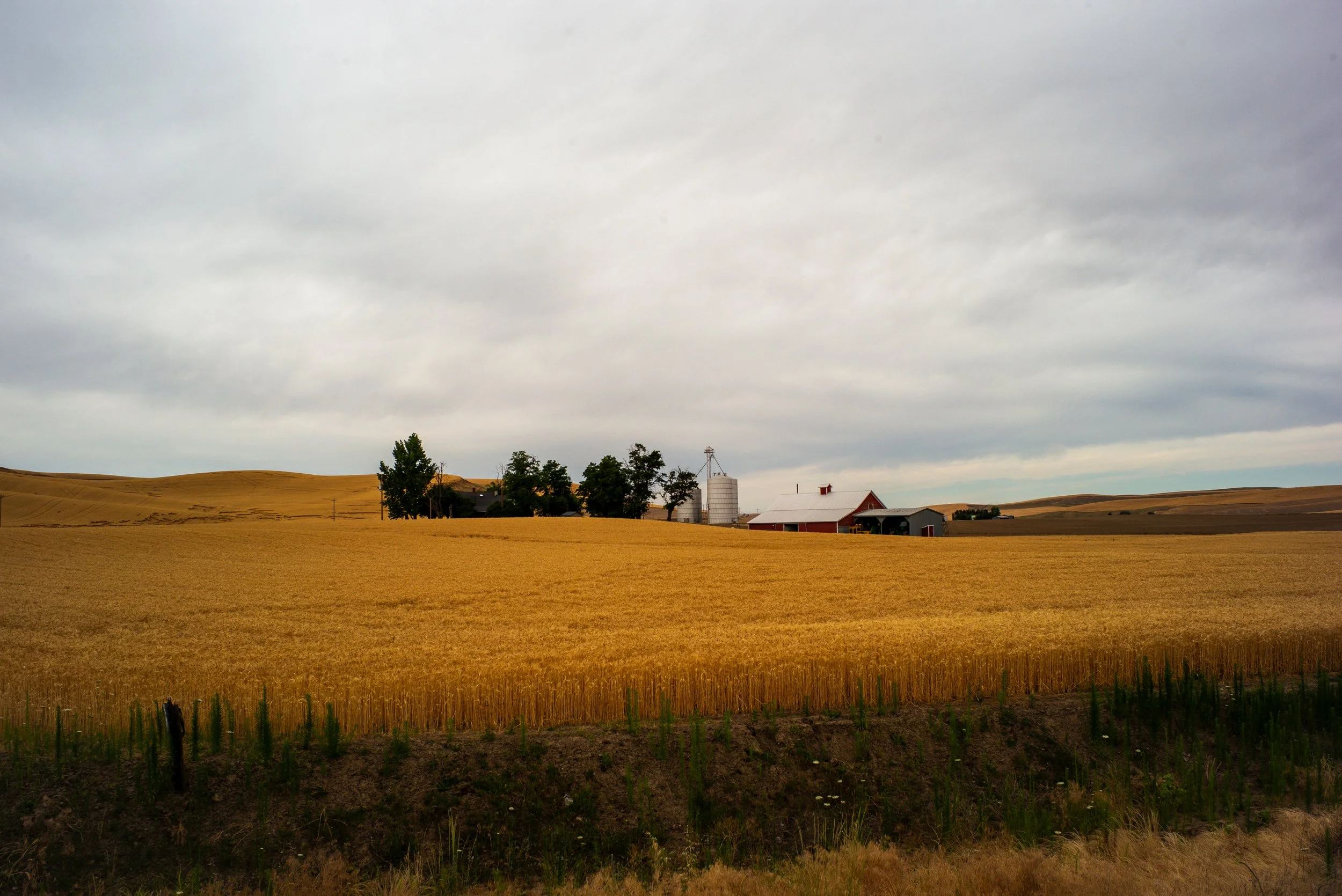 A farm landscape with golden wheat fields, a red barn, silos, and trees under a cloudy sky.