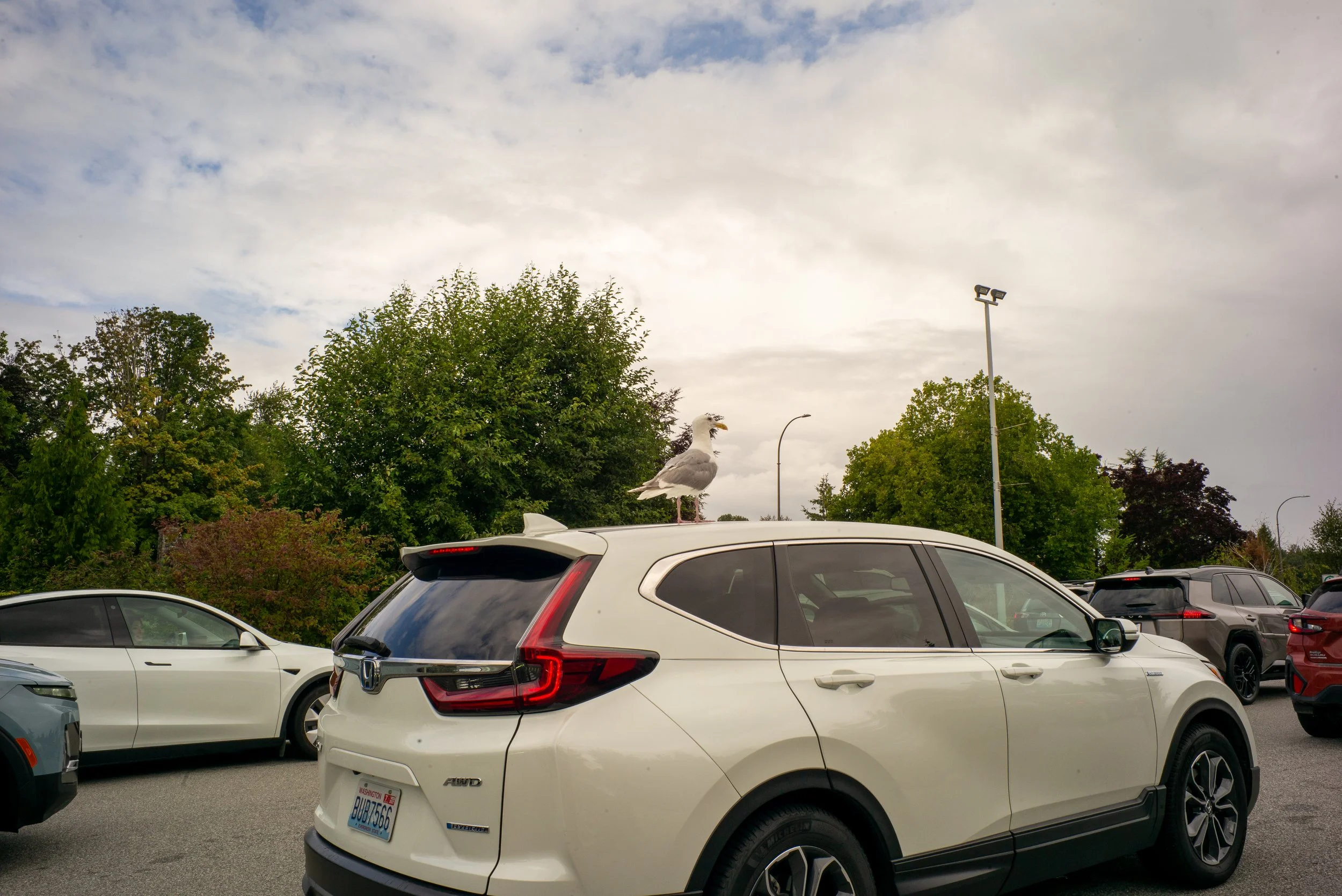 A parking lot filled with white and dark-colored cars, with trees and a cloudy sky in the background. A seagull is perched on top of a white car in the foreground.