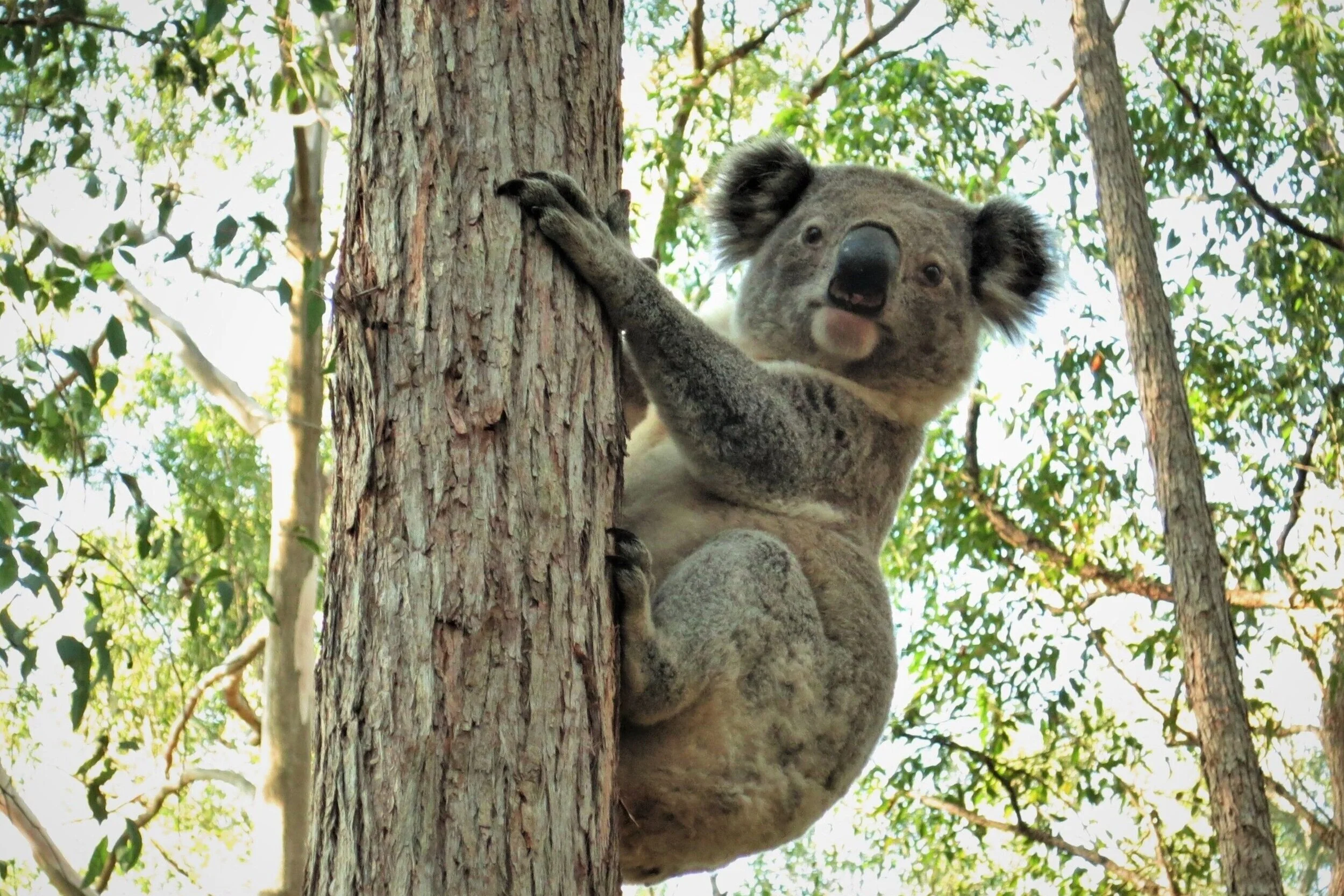 Koala+Dungog+Common.jpg