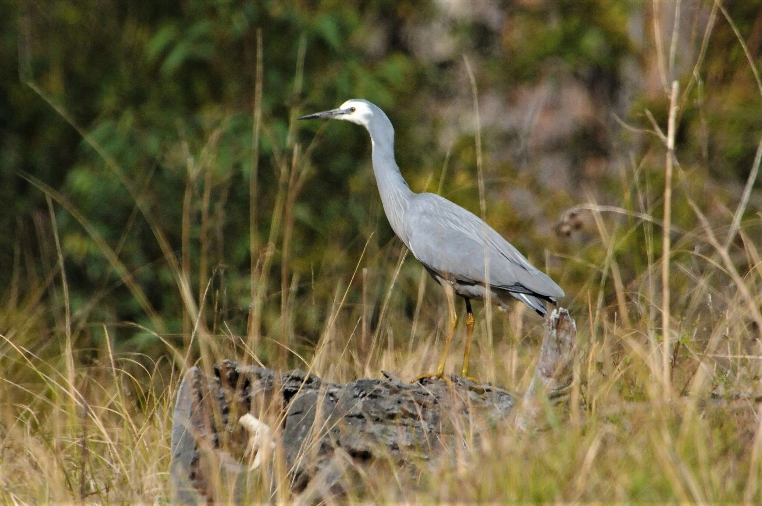Heron+Dungog+Common.jpeg