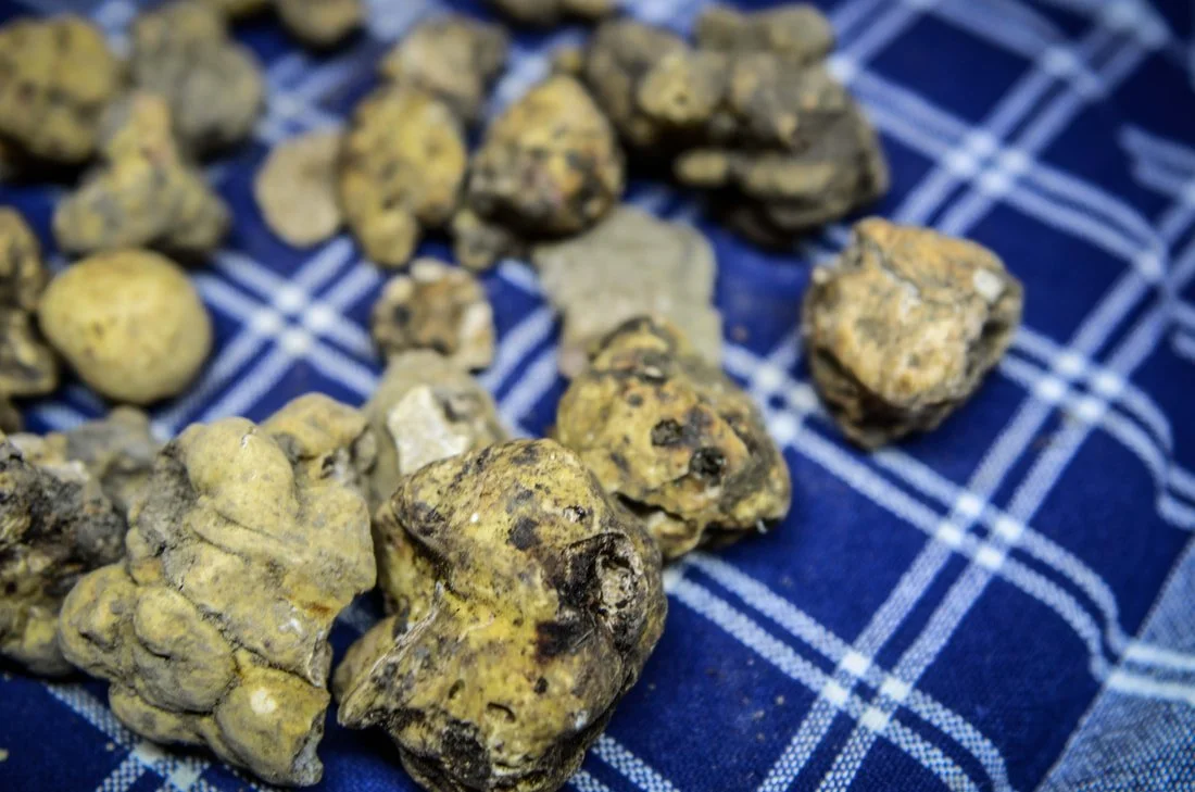 La Tavola Marche Truffle Hunting Images - 109.jpg