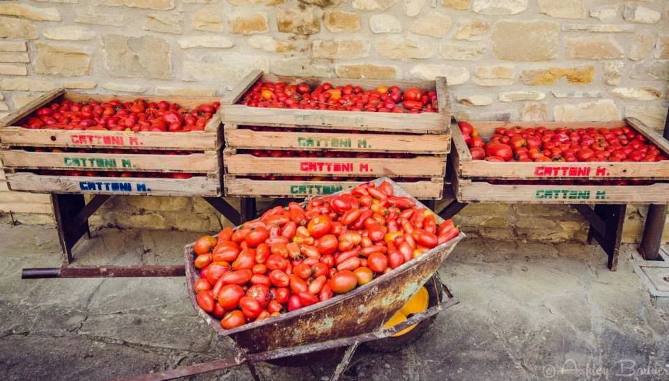 La Tavola Marche Farm Images - 20.jpg