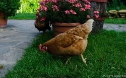 La Tavola Marche Farm Images - 10.jpg