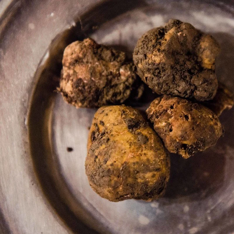 La Tavola Marche Truffle Hunting Images - 111.jpg