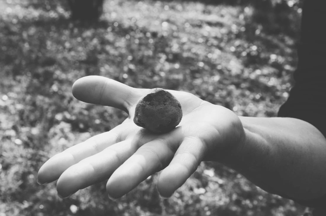 La Tavola Marche Truffle Hunting Images - 107.jpg