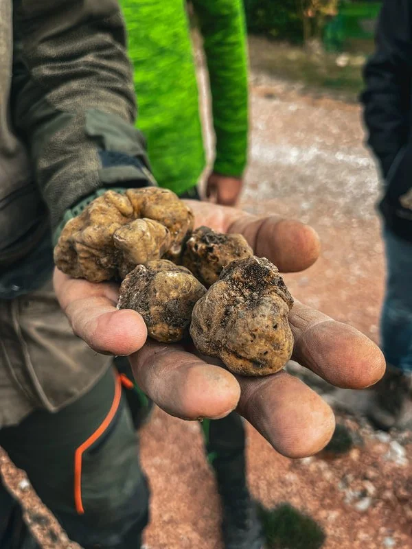 La Tavola Marche Truffle Hunting Images - 106.jpg