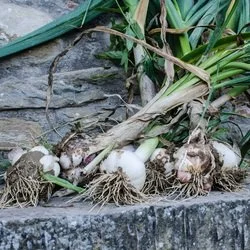 La Tavola Marche Farm Images - 24.jpg