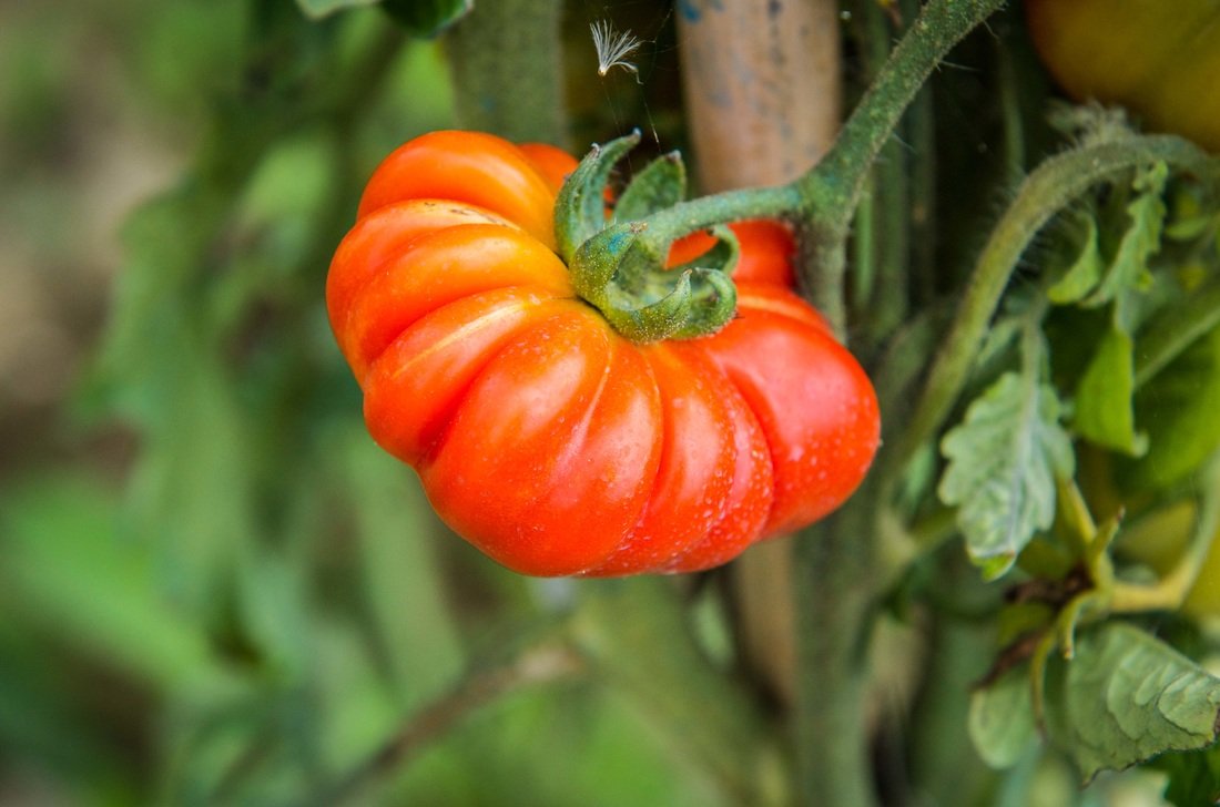 La Tavola Marche Farm Images - 19.jpg