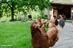 La Tavola Marche Farm Images - 27.jpg