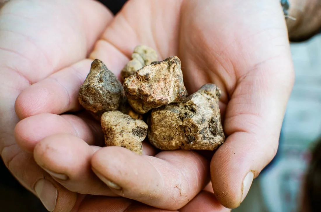 La Tavola Marche Truffle Hunting Images - 114.jpg