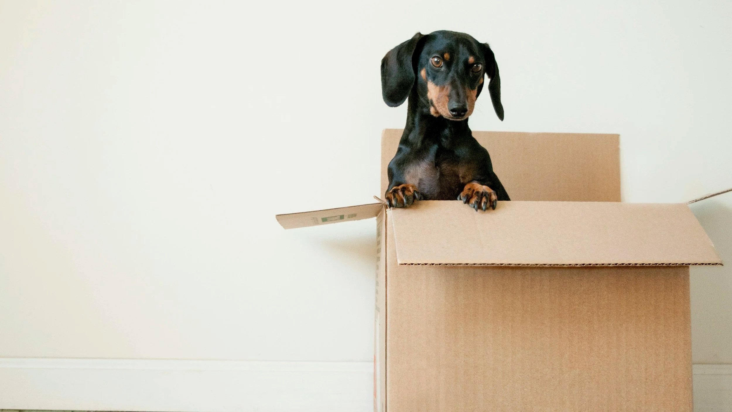 A black and tan dachshund puppy with floppy ears is looking over the edge of a cardboard box.