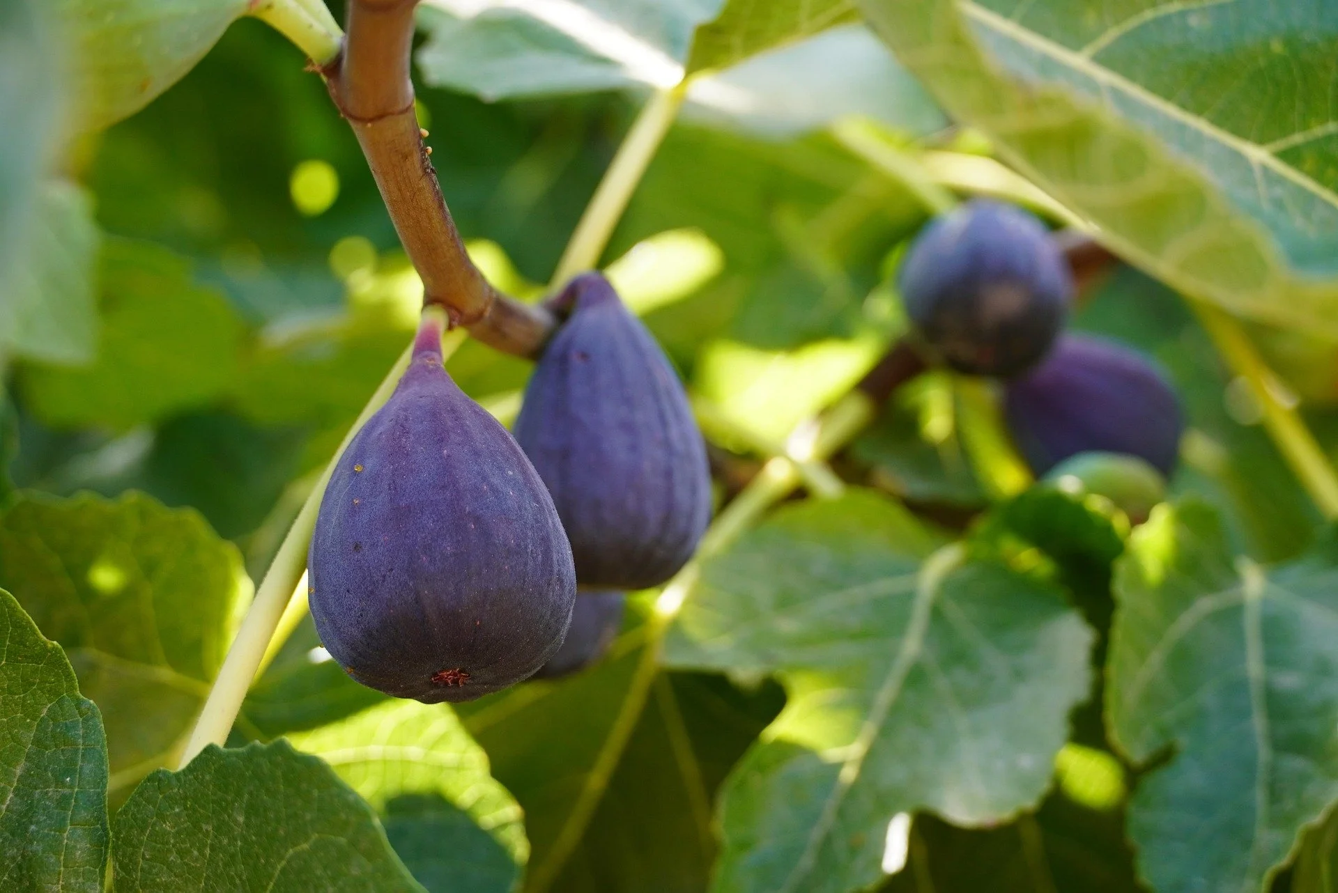 Multiple ripe dark purple figs hanging on a fig tree surrounded by green leaves.