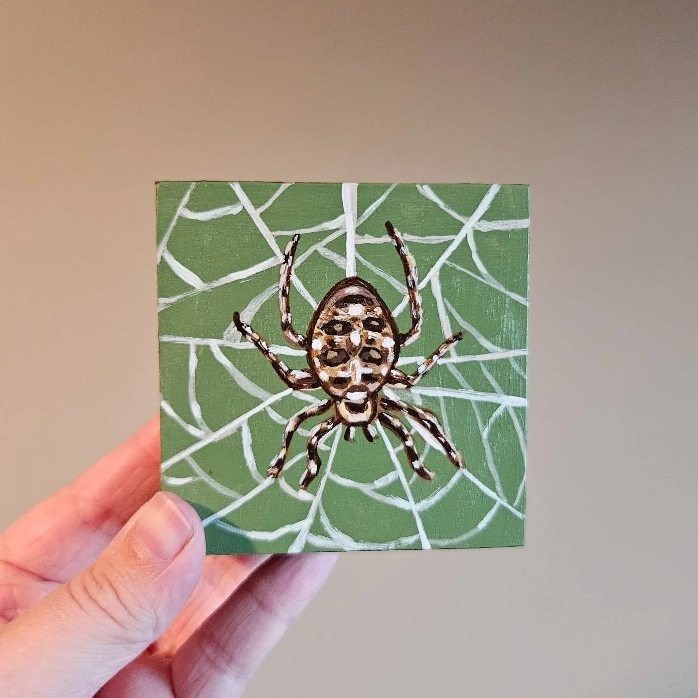 Orb Weaver Spider