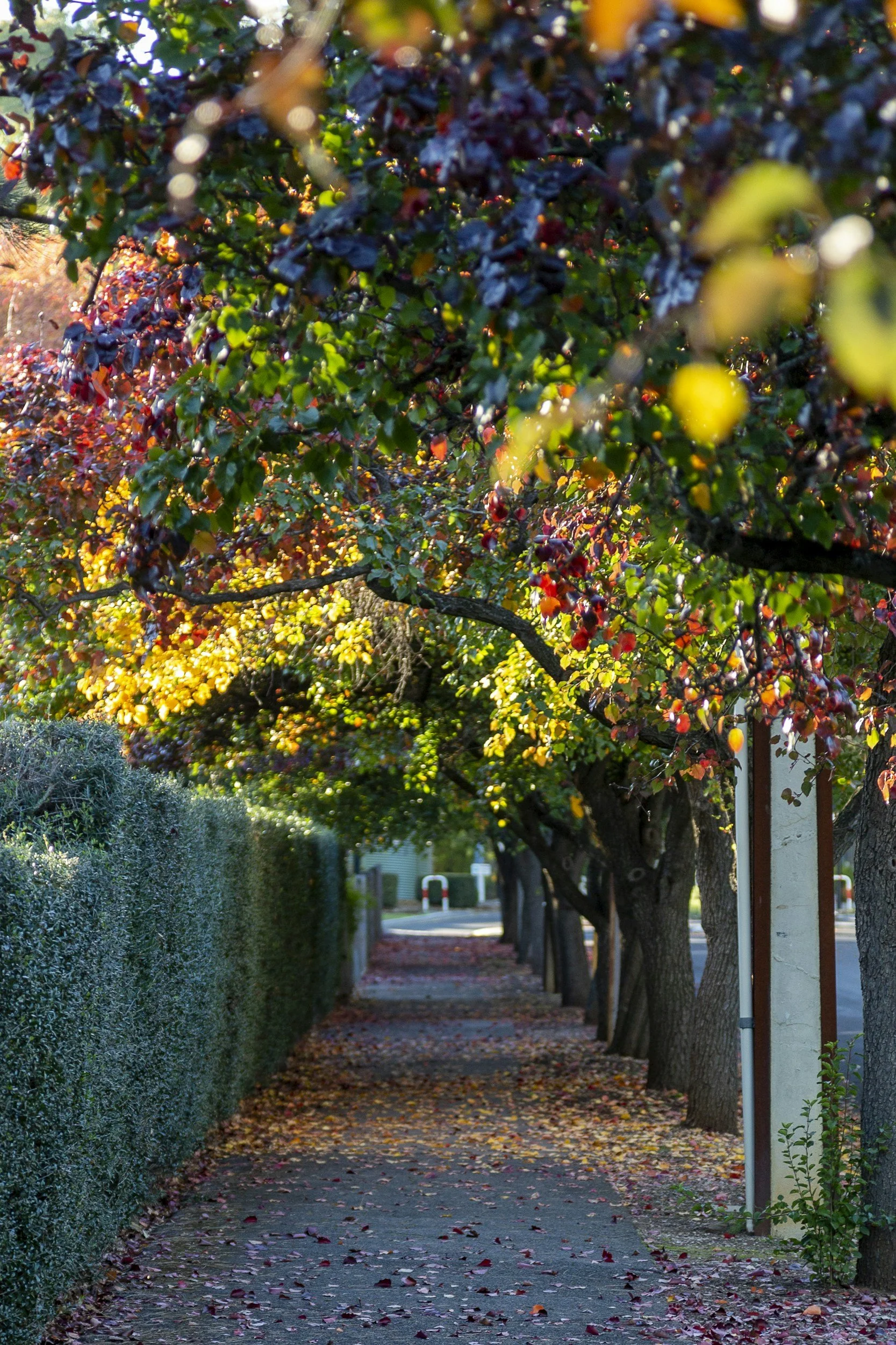 A sidewalk lined with trees and a tall hedge, with fallen leaves scattered on the ground, captured during autumn.