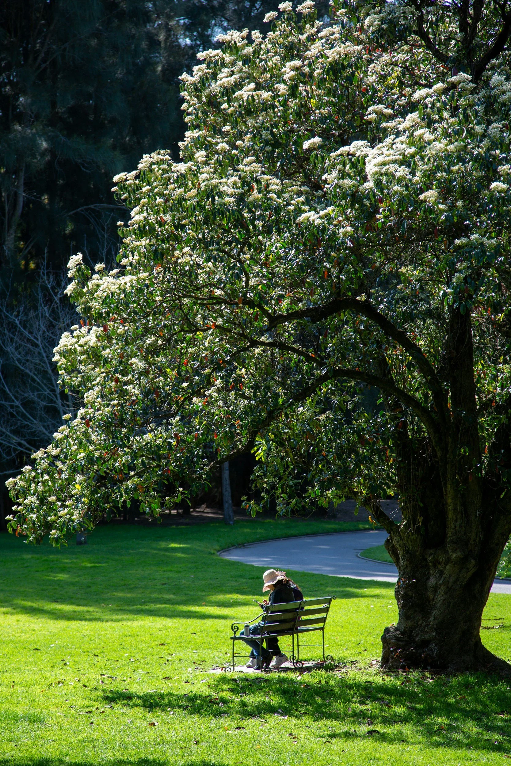 A person sitting on a park bench under a large blooming tree, wearing a hat and looking at a phone.