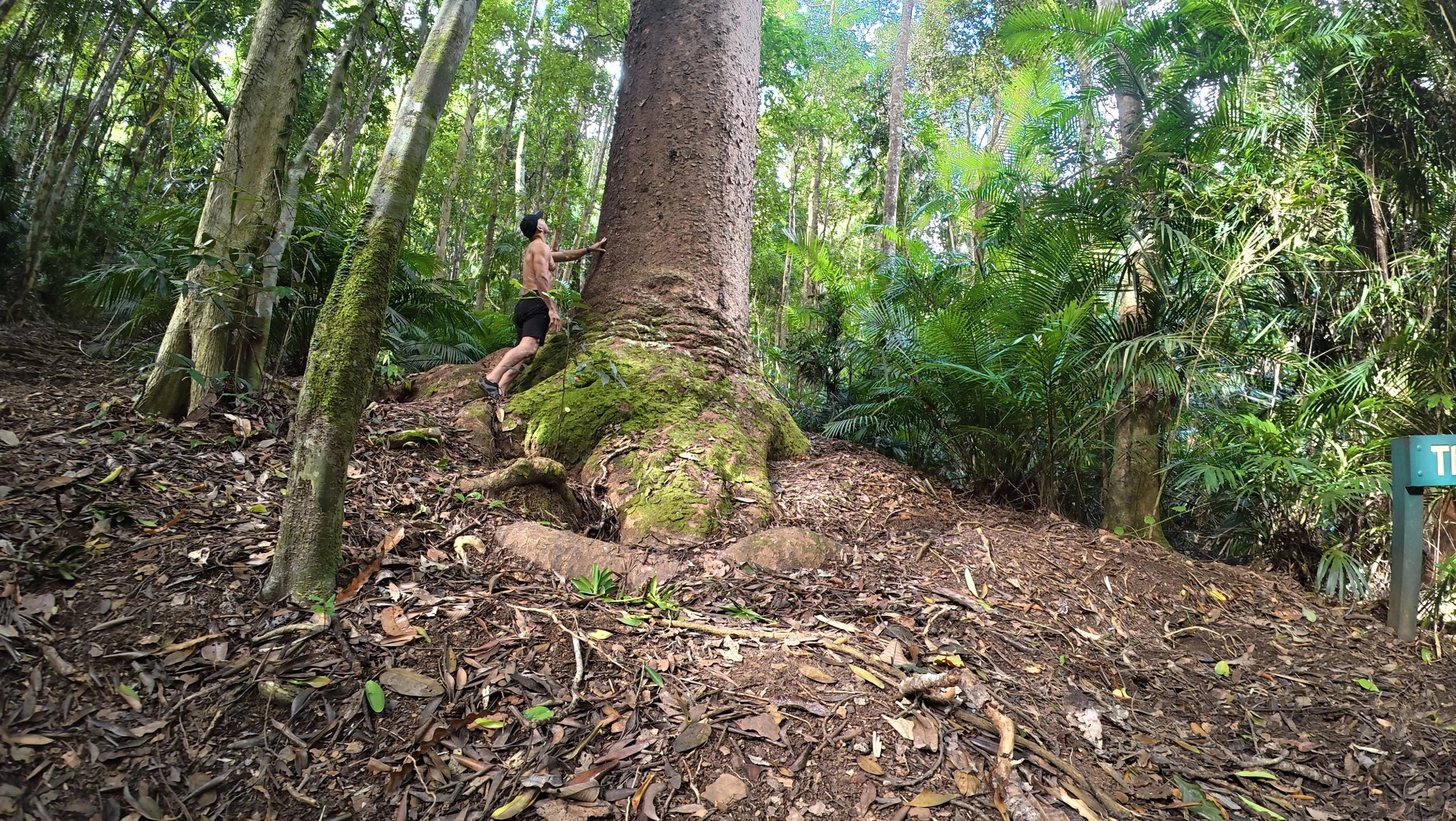 A shirtless man wearing black shorts climbing a large tree in a dense, lush green forest, with various types of plants and trees surrounding him.