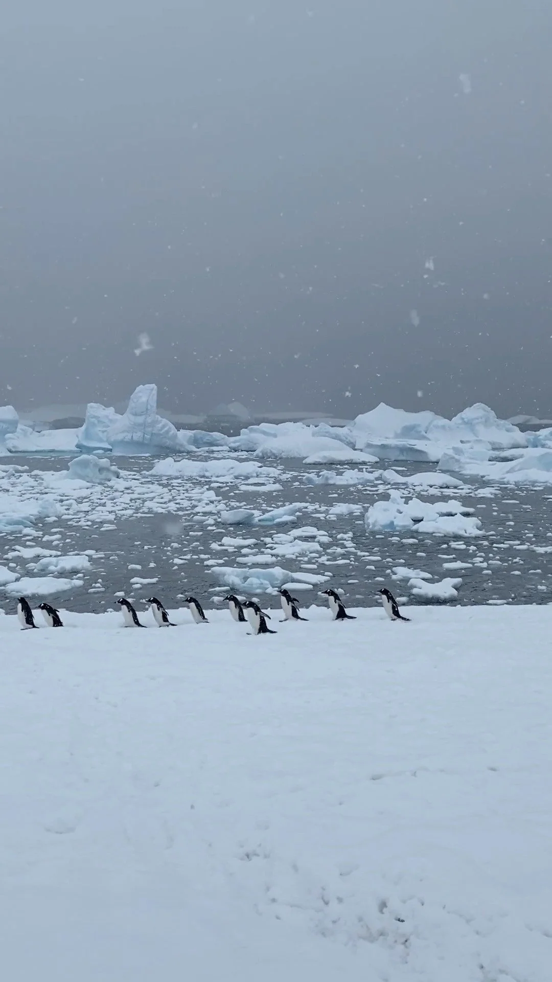 passerine-antarctica-still.jpg