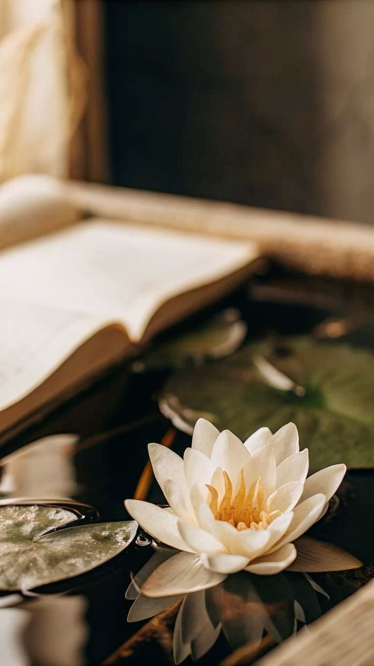 A white water lily floating on a pond with dark water, surrounded by lily pads and an open book in the background.